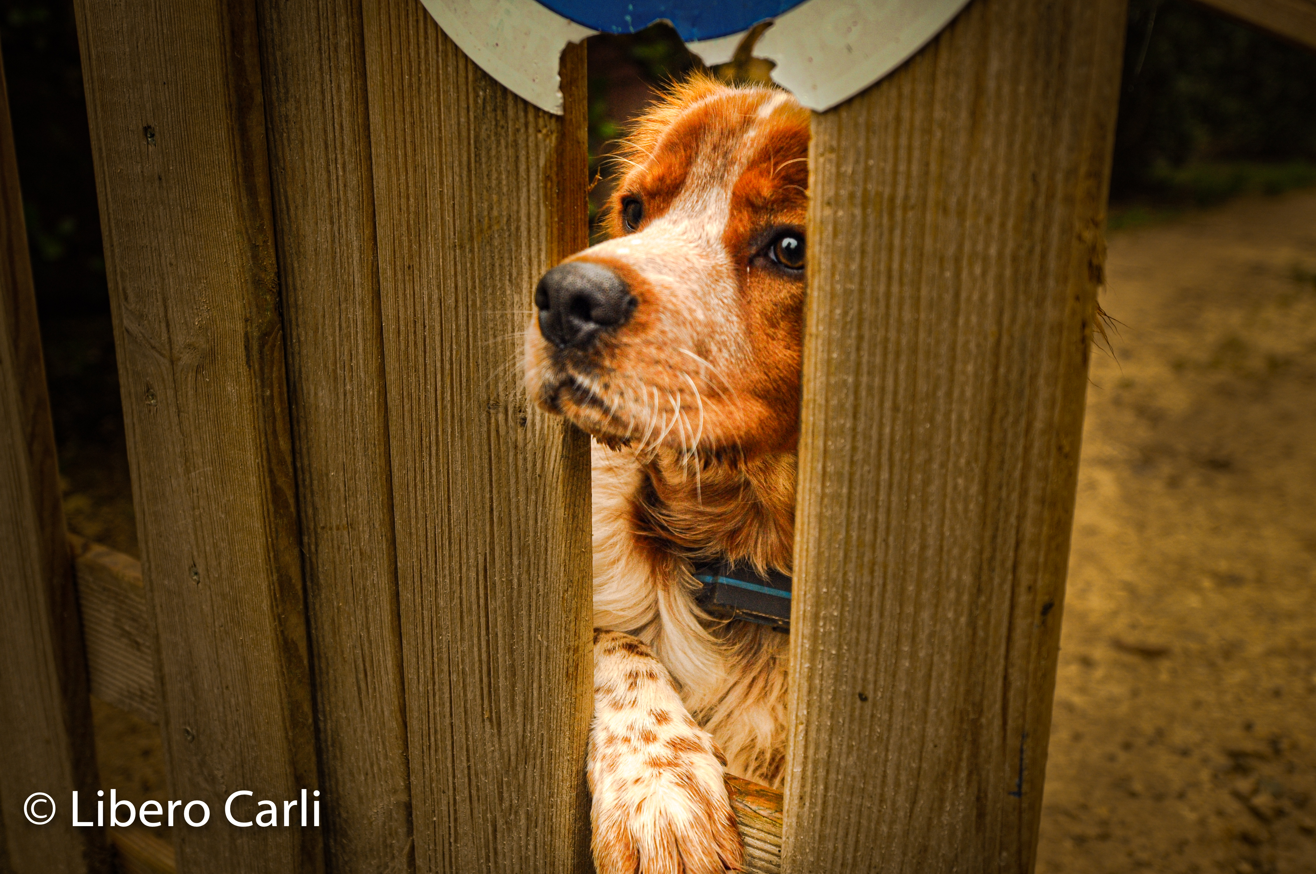 Photo by Libero Carli